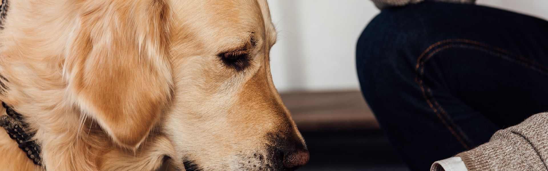 Un chien auquel on donne des médicaments