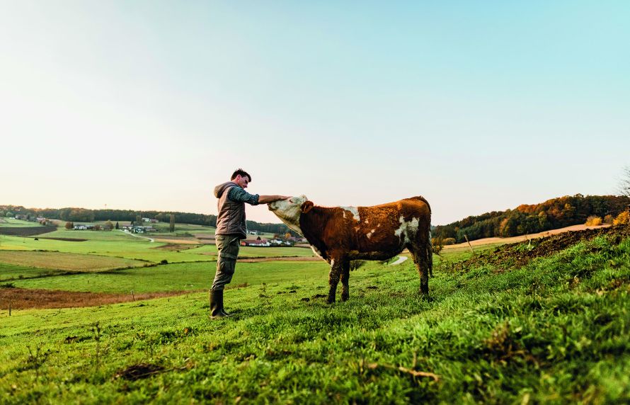 Vache et homme